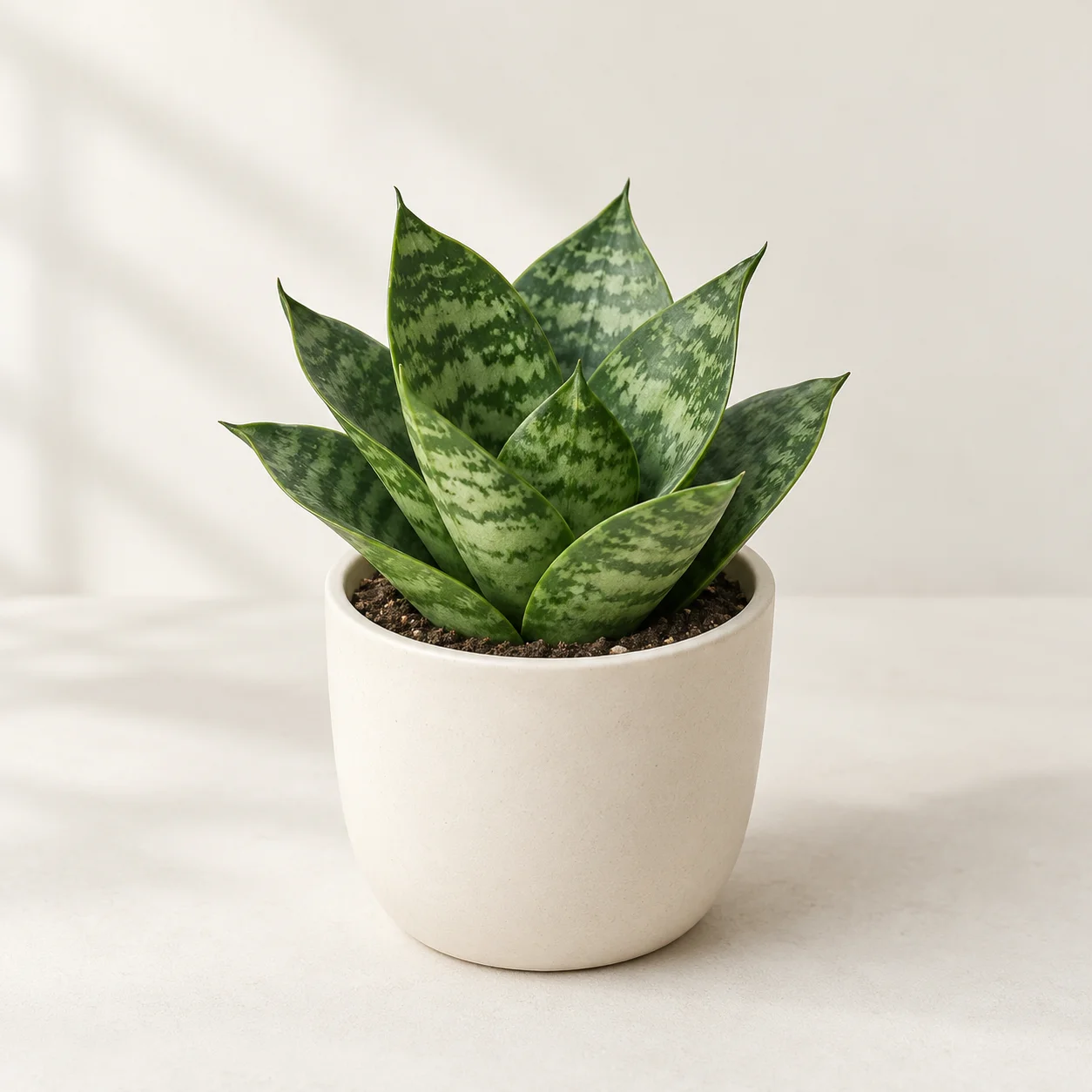 Sansevieria Hahnii Pot Ivory