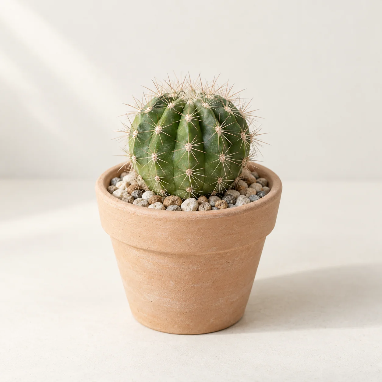 Kaktus Bulat Mini Pot Terracotta