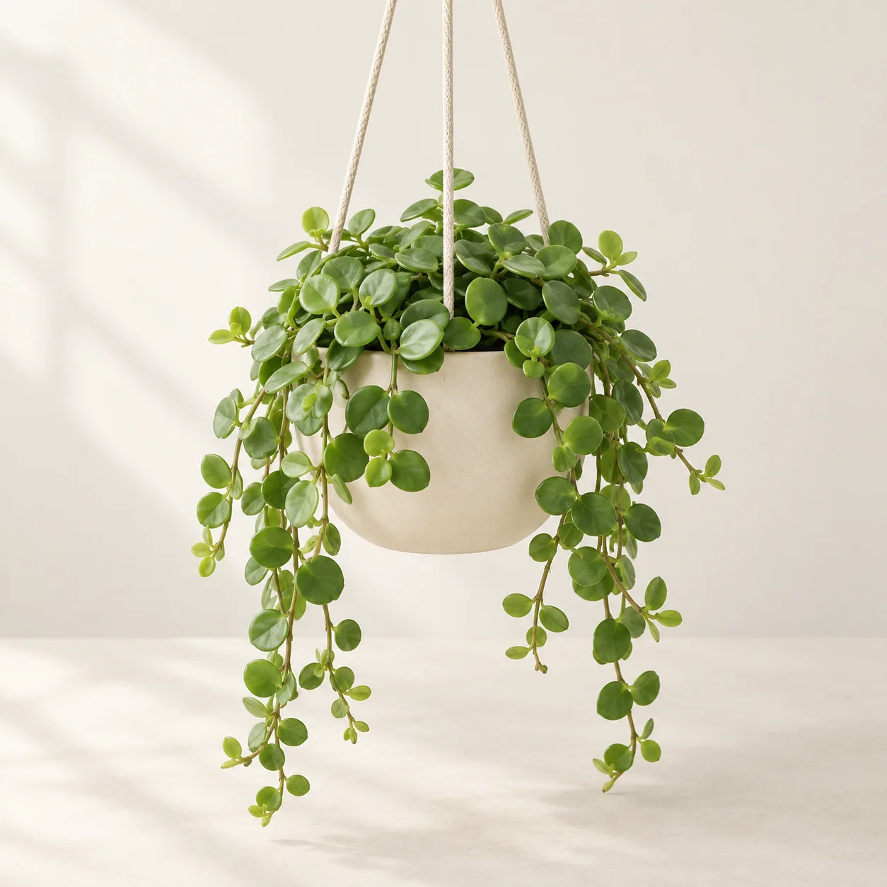Peperomia Hope Pot Gantung Ivory